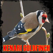 Kenari Goldfinch