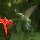 Nimble bird hummingbird icon