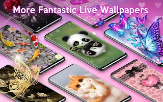 Cute Cat Wallpapers & Themes