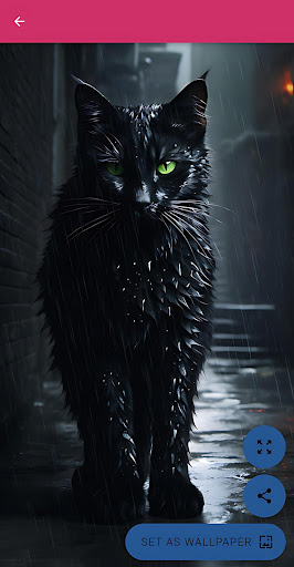 Android application Black Wallpapers screenshort