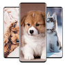 Get Cute Puppy Wallpaper for Android Aso Report