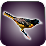Birds Sounds and Wallpapers icon