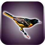 Birds Sounds and Wallpapers Apk
