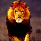 3D lion icon