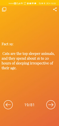 Amazing Cat Facts