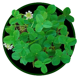 Icon image Four-Leaf Clover