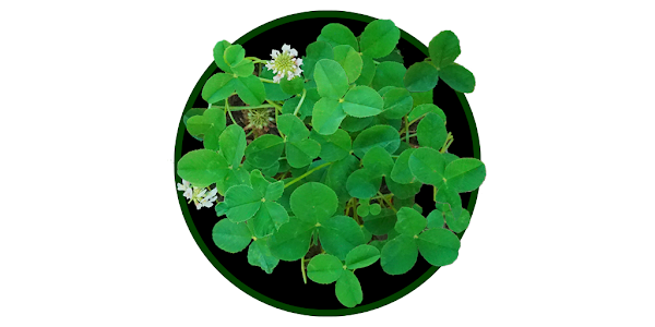 Four-Leaf Clover - Apps on Google Play