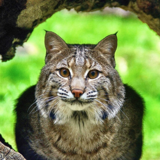 Bobcat Sounds logo