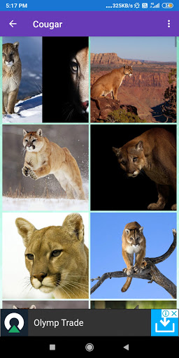 Cougar Leopard Cheetah Jagu