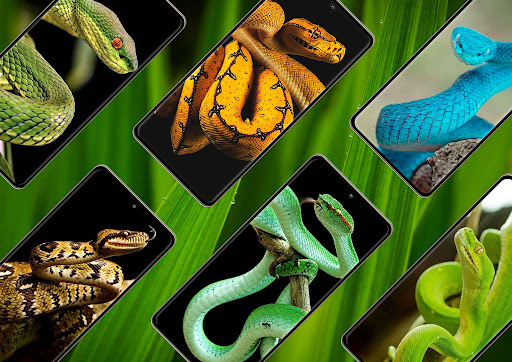 Snake Wallpaper Screen 2