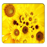 Sunflower Wallpapers icon