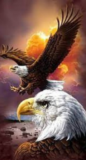 Android application صوره صقر : بدون نت screenshort