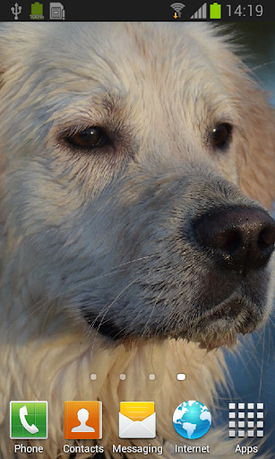 Android application Labrador retrievers live wallp screenshort