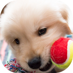 Arrange Dogs