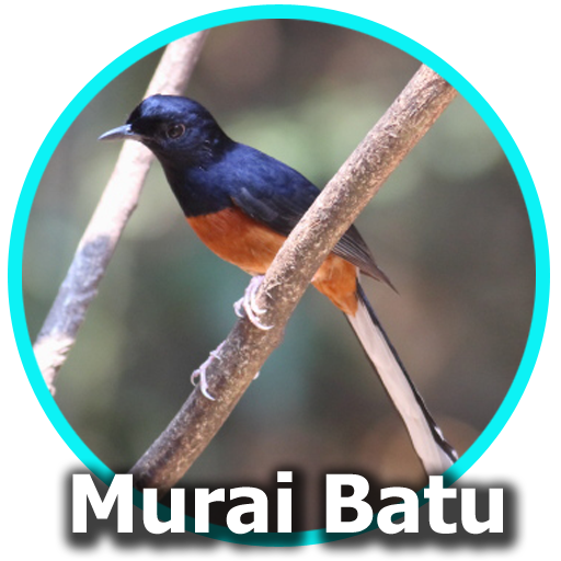 Suara Burung Murai Batu Mp3  Icon