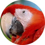 Free Parrot Live Wallpaper
