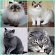 Cat Care Download on Windows