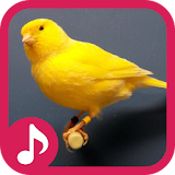 Canary Bird Sounds & Singing icon