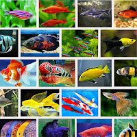 Ikan Hias Aquarium