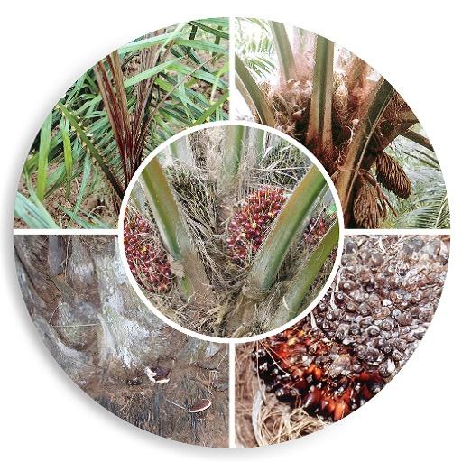 Oil Palm Diseases Telugu logo