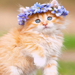 Cover Image of 下载 Cute Kitten Wallpaper  APK