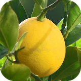 رجيم الليمون icon