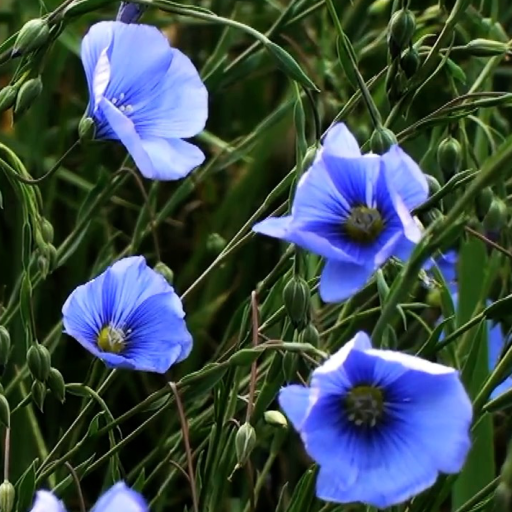Spring Flowers Live Wallpaper logo