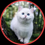Cover Image of Download Cute Cat Wallpapers HD  APK