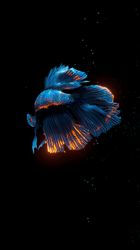 BETTA 120HZ
