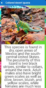 Beautiful lizards