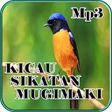 Kicau Sikatan Mugimaki Mp3 icon