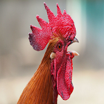 Cover Image of Download Rooster Sounds 1.0 APK
