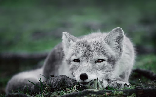 Arctic Fox Wallpaper HD Screen 2