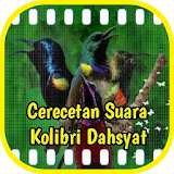 Kicau Cerecetan Kolibri Dahsyat icon
