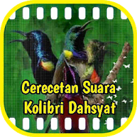 Kicau Cerecetan Kolibri Dahsyat