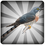 Cuckoo Bird Sound icon