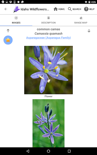 Screenshot of Idaho Wildflowers
