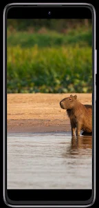 Capybara phone wallpapers