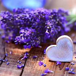 Symbolbild für Lavendel Live Hintergrund