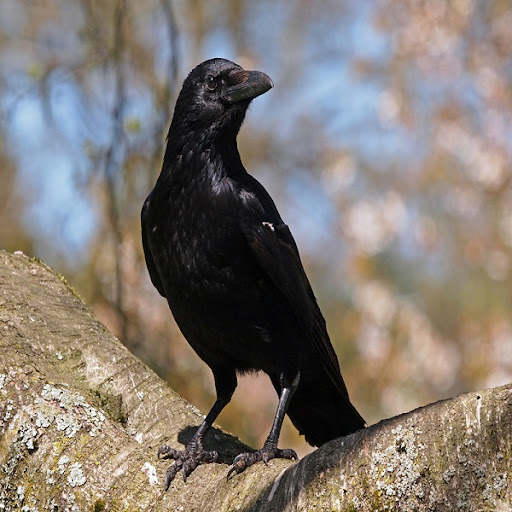 Crow Sounds Screen 2