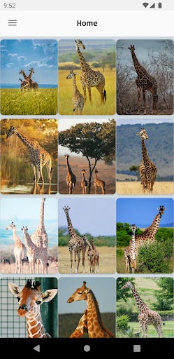 Giraffes Wallpapers HD Offline