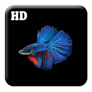 Fish Wallpaper in HD