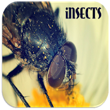 Insects Sounds icon