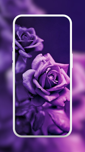 Purple Rose Wallpaper