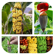 Organic Banana Cultivation