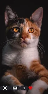 Wallpapers Cats 4k