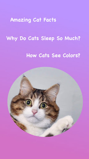 Homemade cat food recipes Screen 3