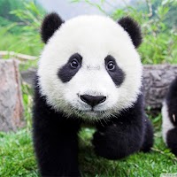 Панда обои