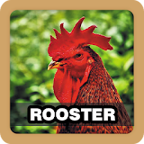Chicken Rooster Sound Effect icon