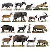 Learn The Animals icon